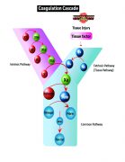 Anticoag pocket card Ed II-Side 2 Anticoag pocket card Ed II-Side 2