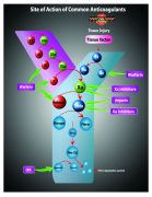 Anticoag pocket card Ed II-Side 4 Anticoag pocket card Ed II-Side 4