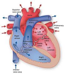 basic arrhythmia course